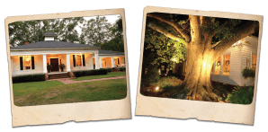 water oaks